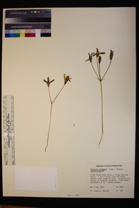 Brodiaea insignis image